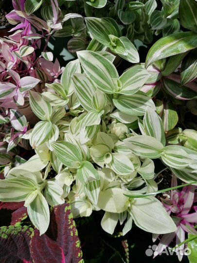 Традесканция