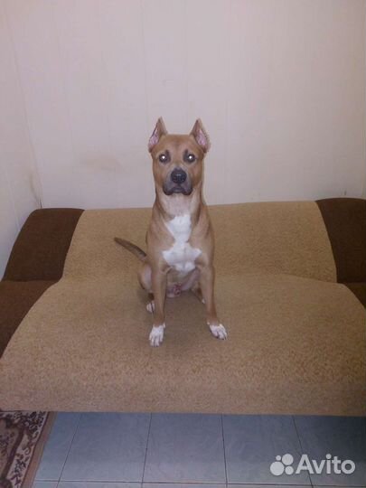 Стаффорд вязка