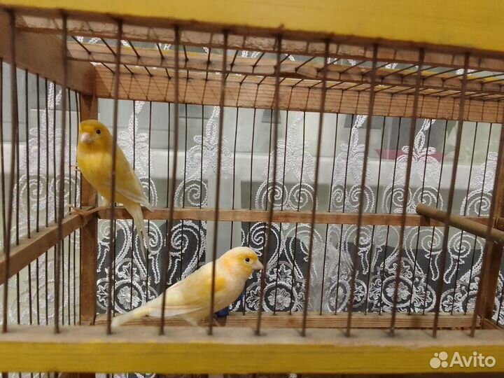 Канарейка кенар