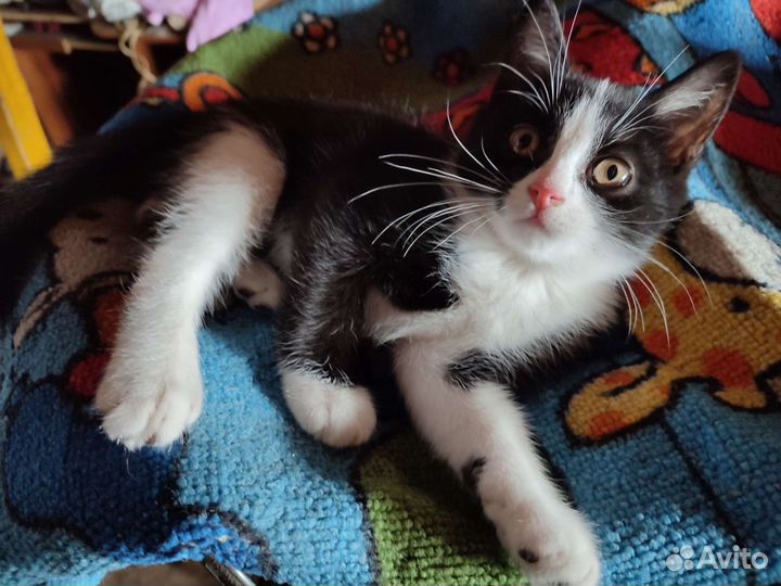 Котята полуперсы