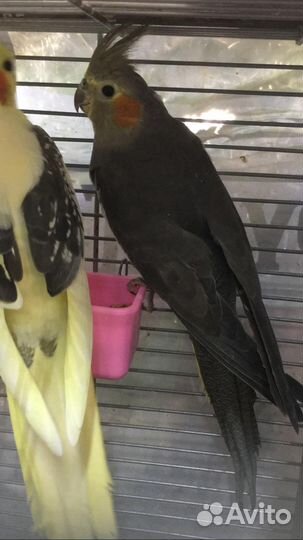 Корелла, Певчий попугай