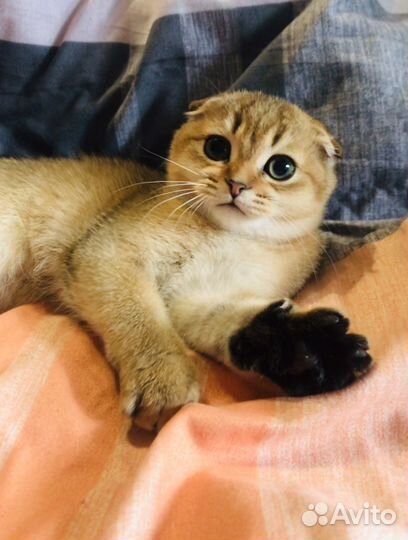 Золотая шиншилла