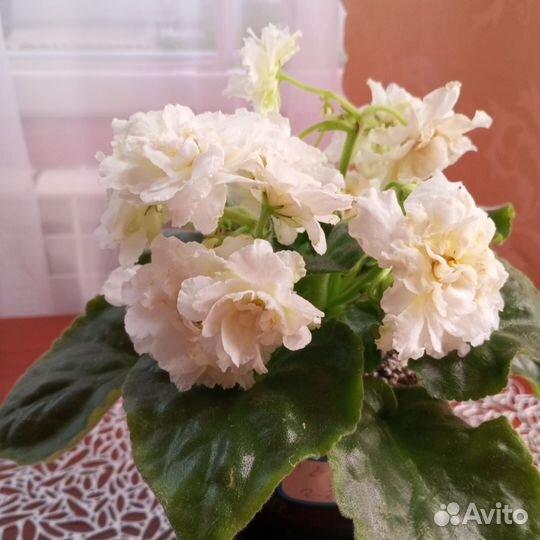 Фиалка KZ- Золотые шары