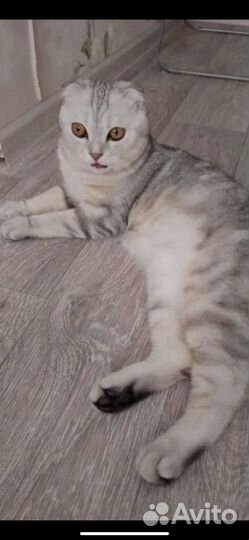 Шотландская вислоухая кошка