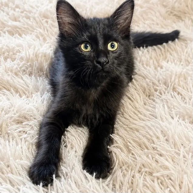 Котёнок в добрые руки