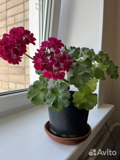 Пеларгония герань