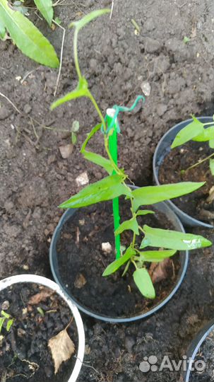 Акебия пятилистная