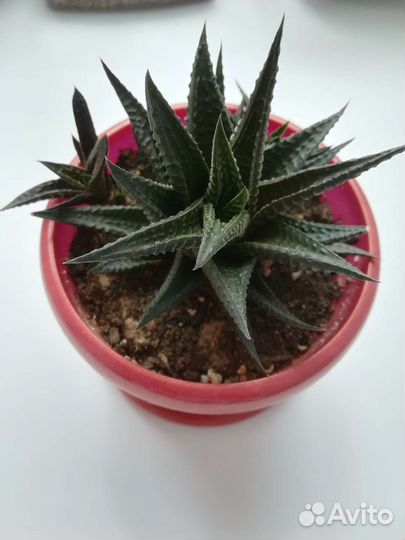 Суккуленты