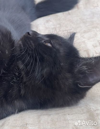Котик