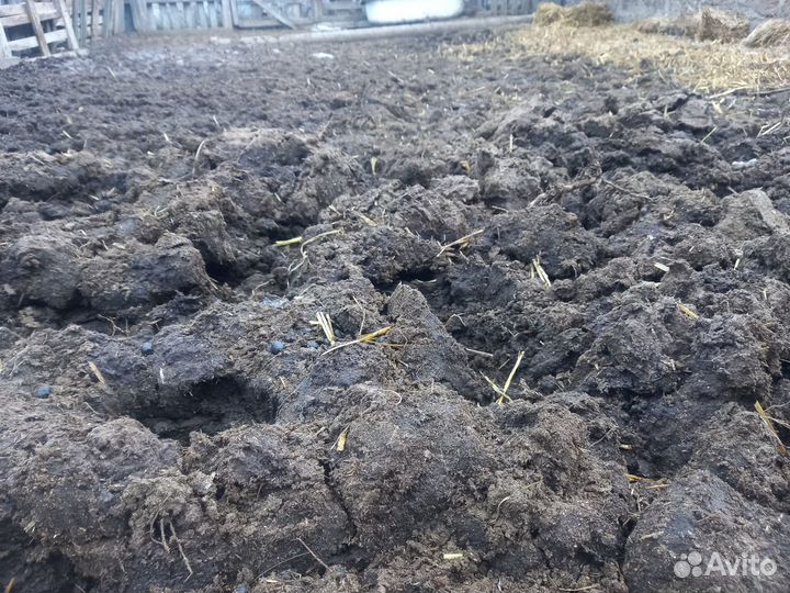 Навоз бесплатно самовывоз