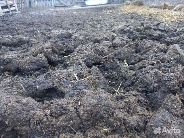 Навоз бесплатно самовывоз