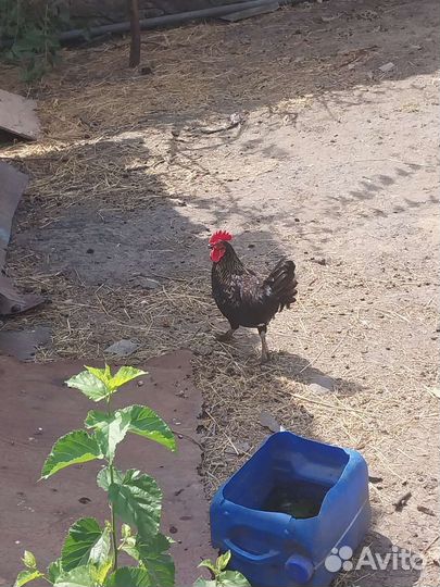 Карликовые петухи