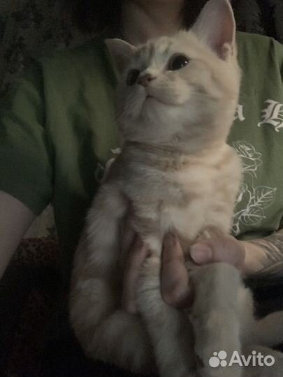 Шотландский котик