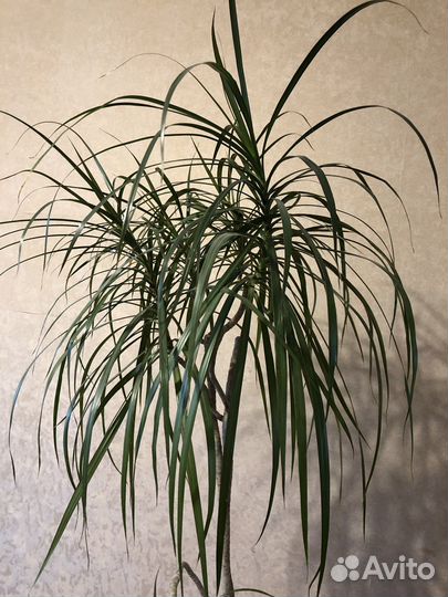 Пальма драцена