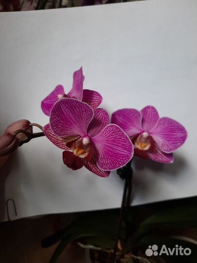 Орхидея мультифлора