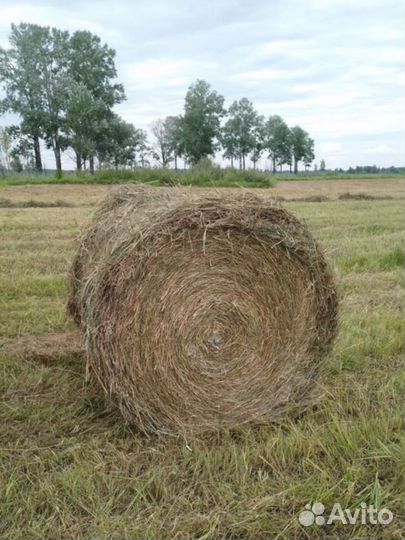 Сено в тюках