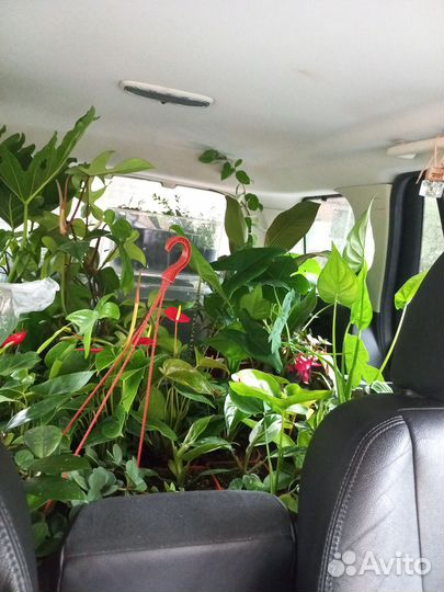 Растения для твоего дома