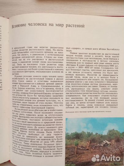 Растительный мир земли. Фукарек