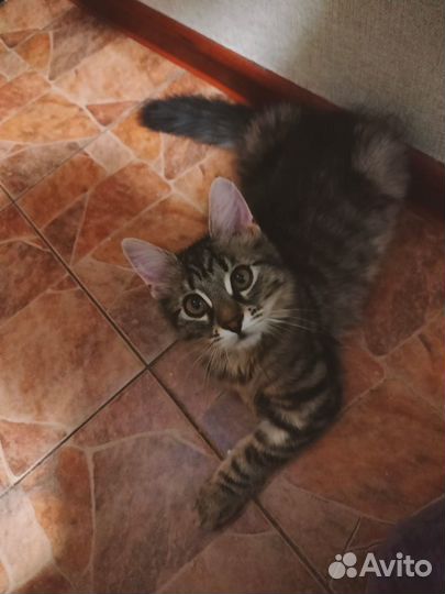 Пушистый котенок девочка