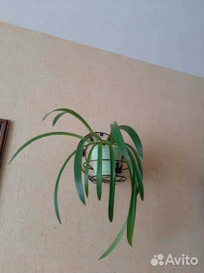 Хлорофитум