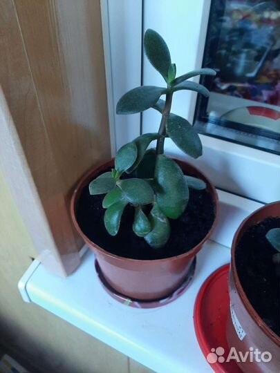 Толстянка денежное дерево