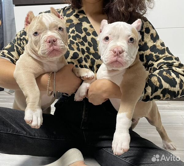 Американский булли покет