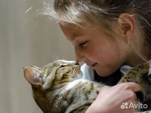 Котик серенький 1 месяц с белыми лапками, доставка