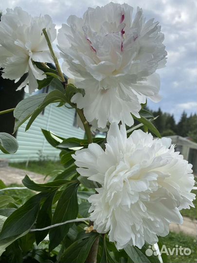 Сара Бернар, Пионы кусты