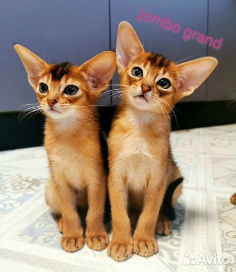 Абиссинское чудо