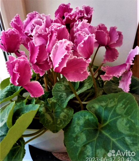 Цветущие сейчас цикламен и другие цветы