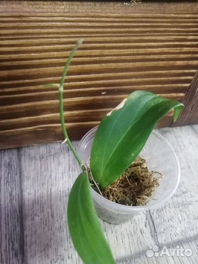 Хойя, дисхидия