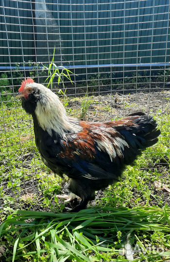 Молодые петухи фавероль и ухейилюй