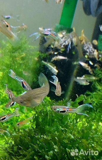 Гуппи Эндлера Кобра, Коридорас Пигмей