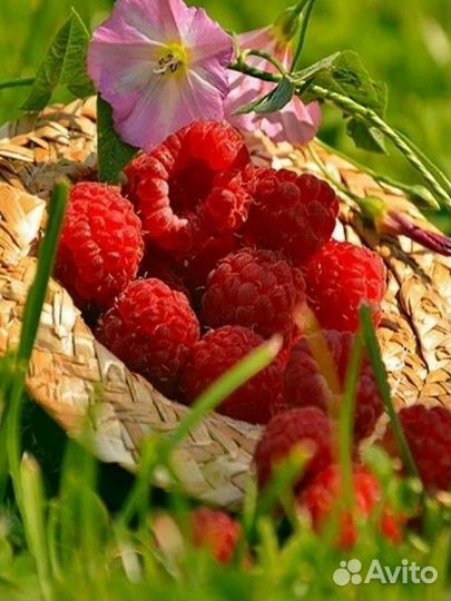 Малина Гусар, Красная гвардия