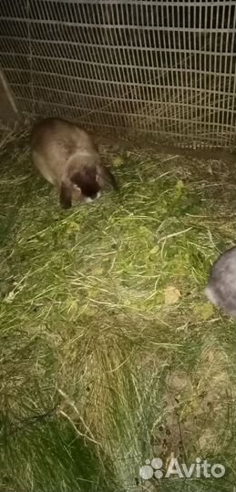 Декоративные кролики