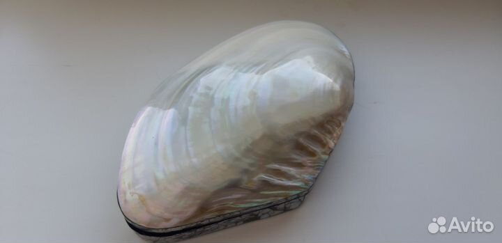 Ракушка-шкатулка большая