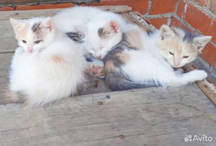 Кошки в добрые руки