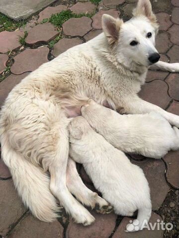 Собаки щенки Белая Швейцарская Овчарка объявление продам