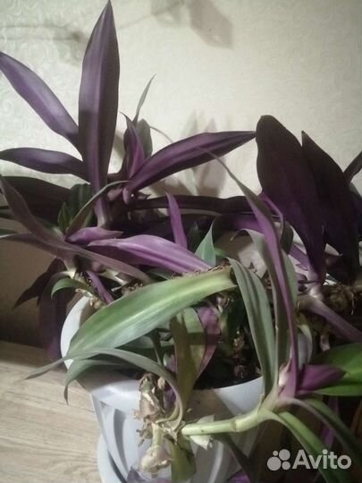 Традесканция рео