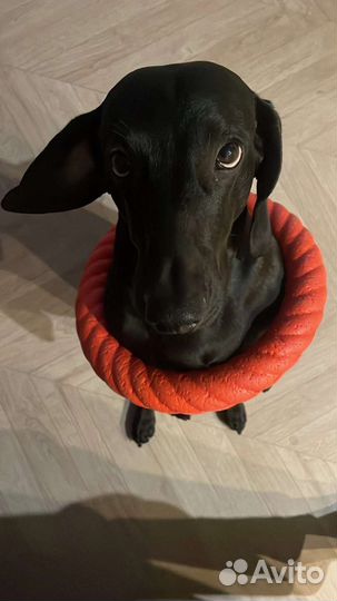 Такса вязка, ищу спутницу