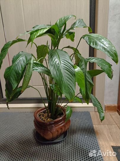 Орхидея лудизия, спатифиллум