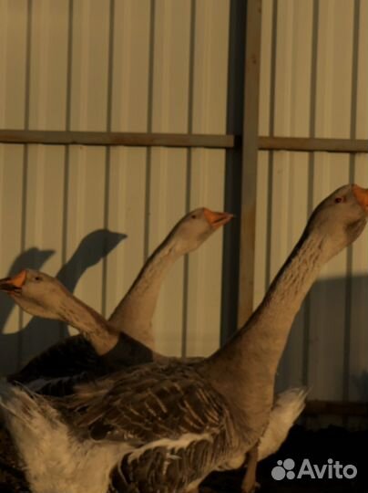 Продам Животных домашних