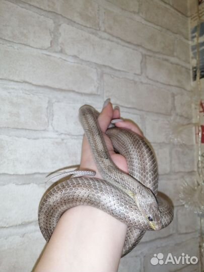 Маисовый полоз самец