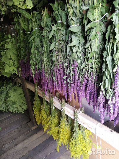 Запарка для бани. Шалфей