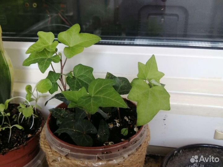 Цветы разные