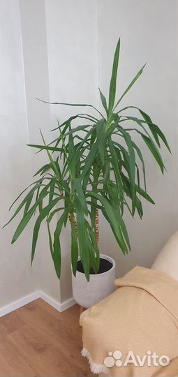 Пальма юкка