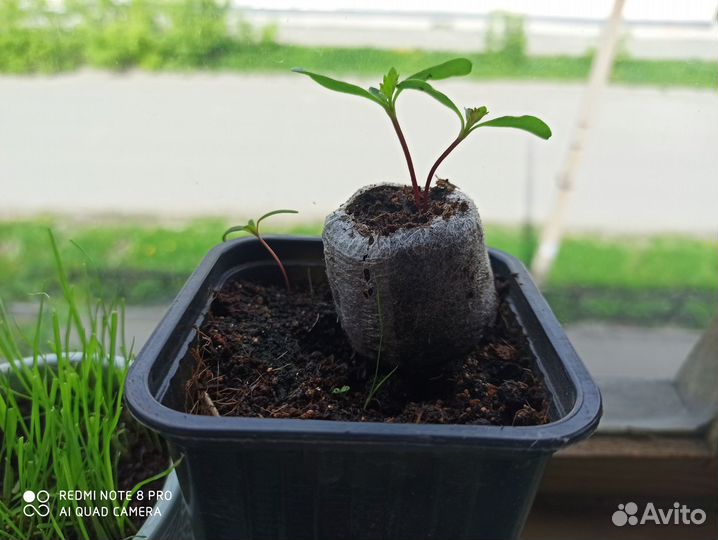 Кокосовые таблетки Jiffy,диаметр 30 мм,1536 шт/кор