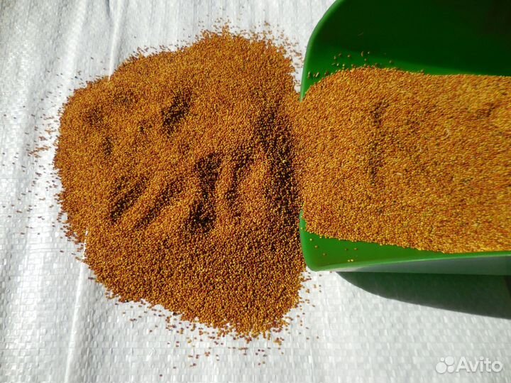 Семена клевера белого