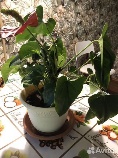 Антуриум красный