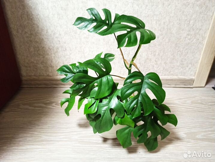 Рафидофора тетрасперма (Монстера минима)